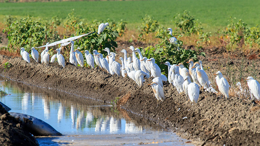 Cattle egrets lined up along a canal