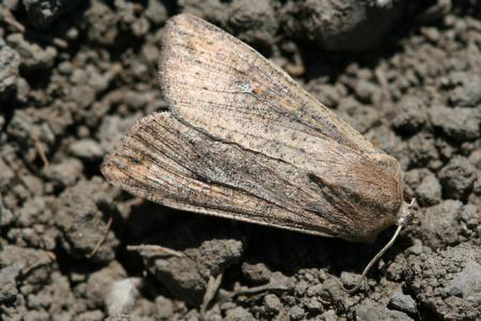 Armyworm Moth Population still rising