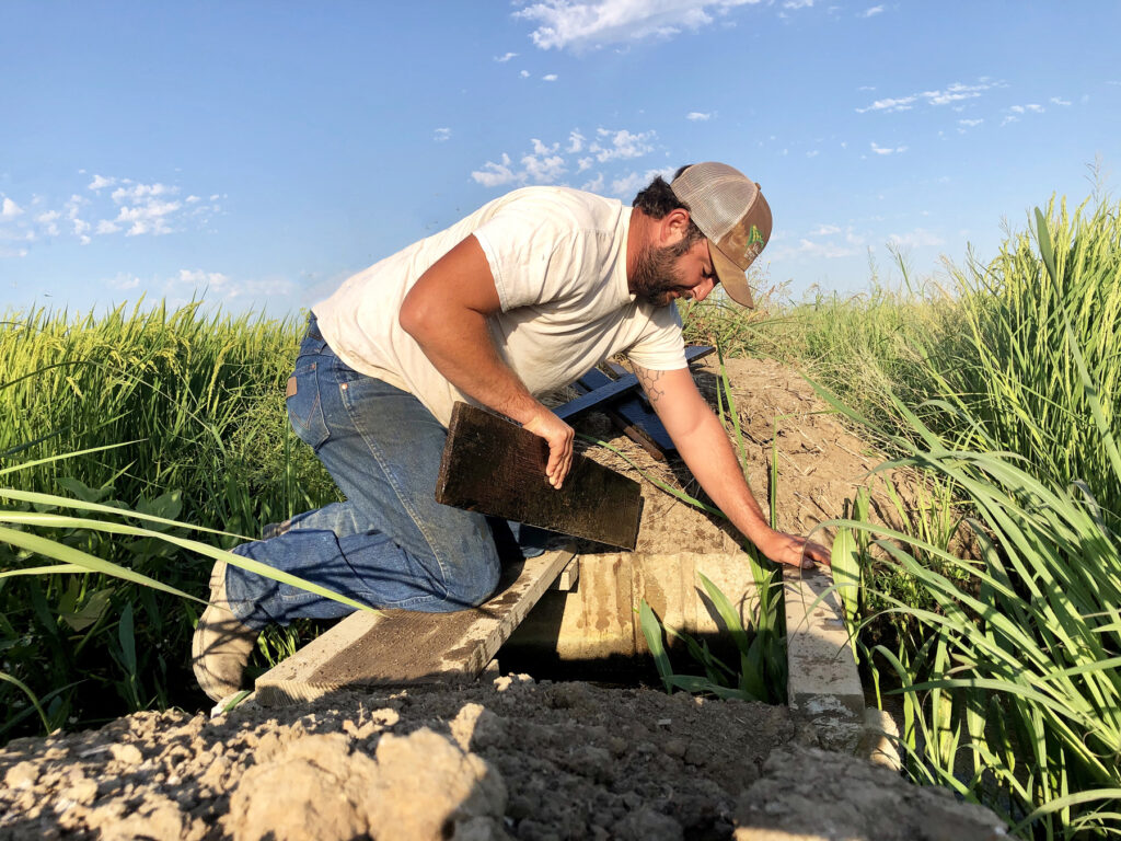UCCE Provides insight on Rice Field Draining