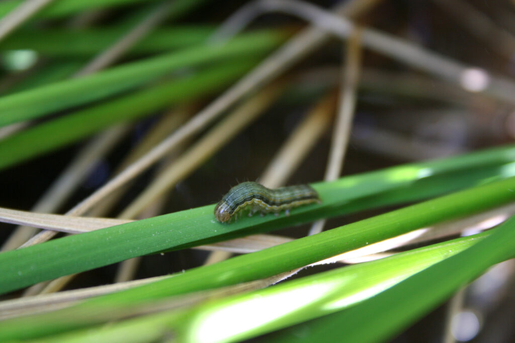 Armyworm Monitoring Season concludes with Few Detections