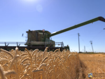 Application Deadline Approaching – Delayed Wheat Harvest Incentive Program
