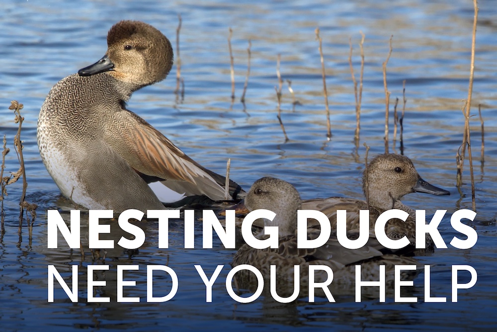 Even in the Drought You Can Help Nesting Ducks 